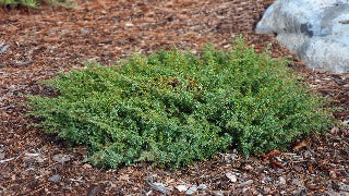 Juniperus Communis 'Green Carpet' (Green Carpet Juniper)