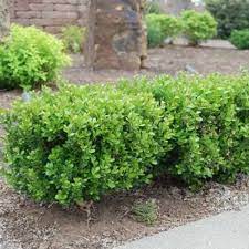 Buxus x 'Green Gem' (Green Gem Boxwood)