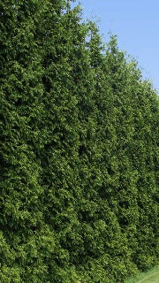 Thuja x 'Green Giant' (Green Giant Cedar)