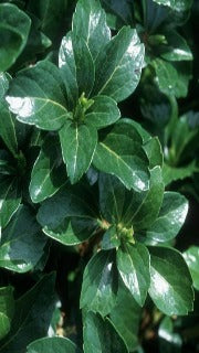 Pachysandra Terminalis 'Green Sheen' (Japanese Spurge)