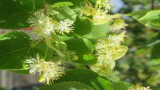 Tilia Cordata Greenspire (Greenspire Linden)