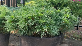 Pinus Strobus 'Green Twist' (Green Twist White Pine)