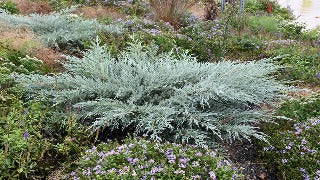 Juniperus Virginiana 'Grey Owl' (Grey Owl Juniper)