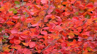 Rhus Aromatica 'Gro-Low' (Fragrant Sumac)