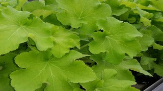 Heuchera x 'Guacamole' (Coral Bells)