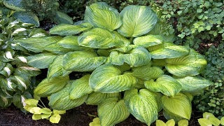 Hosta 'Guacamole' (Plantain Lily)