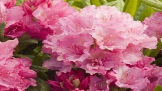 Rhododendron 'Haaga'