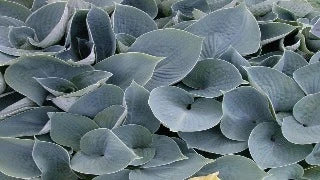 Hosta 'Hadspen Blue' (Plantain Lily)