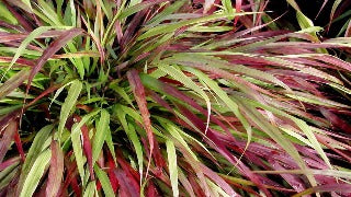 Hakonechloa Macra 'Beni-Kaze' (Red Wind Forest Grass)