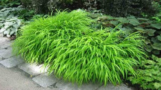 Hakonechloa Macra (Japanese Forest Grass)
