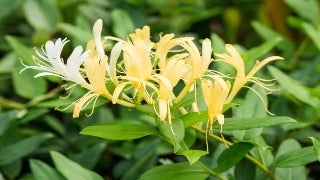 Lonicera Japonica 'Halliana' (Hall's Honeysuckle)