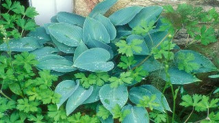 Hosta 'Halcyon' (Plantain Lily)
