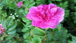 Rosa 'Hansa'