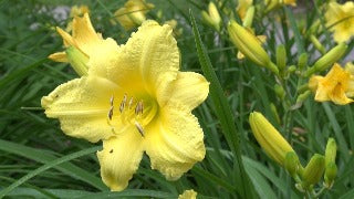 Hemerocallis 'Happy Returns'
