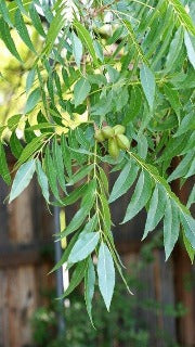 Carya Illinoinensis (Hardy Pecan)