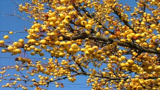 Malus Harvest Gold 'Hargozam' (Crab Apple Tree) – The NuScape Store