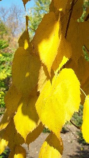 Tilia x Harvest Gold 'Harvest Gold' (Harvest Gold Linden)