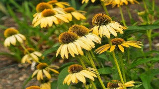 Echinacea x Harvest Moon (Harvest Moon Coneflower)