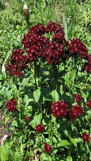 Dianthus Barbatus 'Heart Attack' (Sweet William)