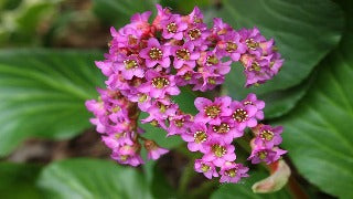 Bergenia Cordifolia (Heartleaf Bergenia)