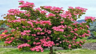 Cornus Kousa Heart Throb ('Schmred') (Heart Throb Dogwood)