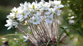 Hepatica Acutiloba (Sharp-Lobed Hepatica)