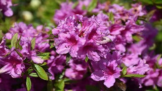 Azalea 'Herbert' (Rhododendron)