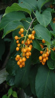 Celastrus Scandens 'Diane' (Female American Bittersweet)