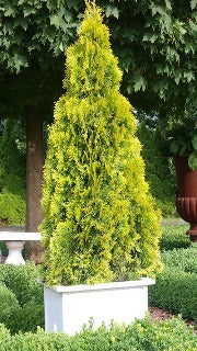 Thuja Occidentalis 'Highlights ('Janed Gold')' (Hightlights Cedar)