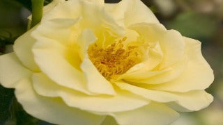 Rosa Easy Elegance High Voltage
