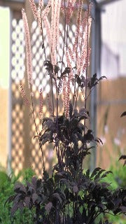 Cimicifuga Ramosa 'Hillside Black Beauty' (Purple-leaf Bugbane)