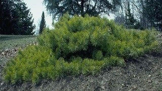 Pinus Sylvestris 'Hillside Creeper' (Hillside Creeper Scots Pine)