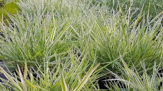 Holcus Mollis 'Albo-Variegatus' (Creeping Velvet Grass)