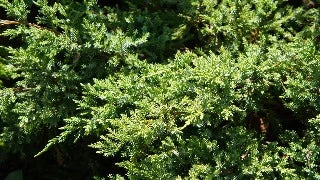 Juniperus Squamata 'Holger' (Holger Juniper)