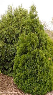 Thuja Occidentalis 'Holmstrup' (Holmstrup Cedar)