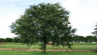 Ulmus x 'Homestead' (Homestead Elm)