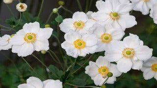 Anemone x Hybrida 'Honorine Jobert' (Japanese Anemone)