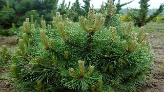 Pinus Nigra 'Hornibrookiana' (Dwarf Austrian Pine)