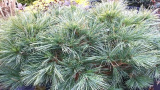 Pinus Strobus 'Horsford Dwarf' (Horsford Dwarf White Pine)