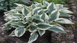 Hosta 'Great Escape' (Plantain Lily)