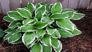 Hosta 'Fortunei Albomarginata' (Plantain Lily)