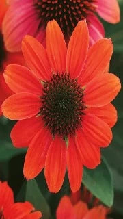 Echinacea x Sombrero Hot Coral (Hot Coral Coneflower)