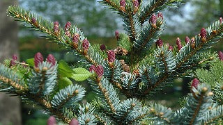 Picea Bicolor 'Howell's Dwarf Tigertail' (Howell's Dwarf Tigertail Spruce)