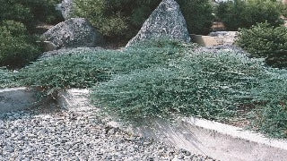 Juniperus Horizontalis 'Hughes' (Hughes Juniper)