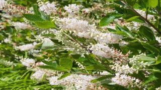 Clethra Alnifolia 'Hummingbird' (Summersweet)