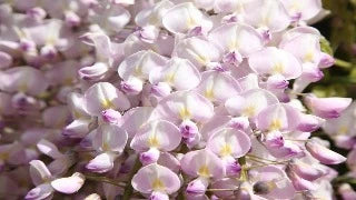 Wisteria Floribunda 'Huntington Park' (Japanese Wisteria)