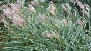 Miscanthus Sinensis 'Huron Blush' (Huron Blush Maiden Grass)