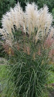 Miscanthus Sinensis 'Huron Star' (Huron Star Maiden Grass)