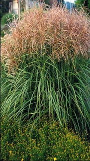 Miscanthus Sinensis 'Huron Sunrise' (Huron Sunrise Maiden Grass)