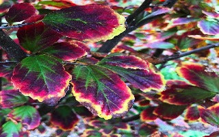 Parrotia persica Persian Spire ('JL Columnar')